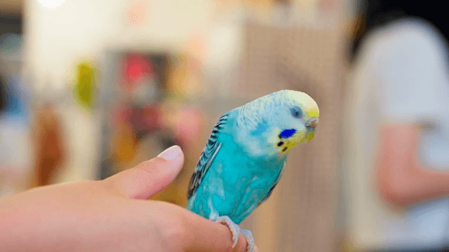 손가락 위에 앉아 있는 화려한 앵무새
