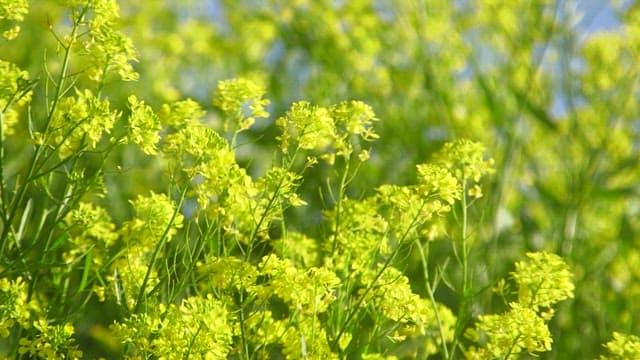 봄바람에 살랑이는 노란 유채꽃