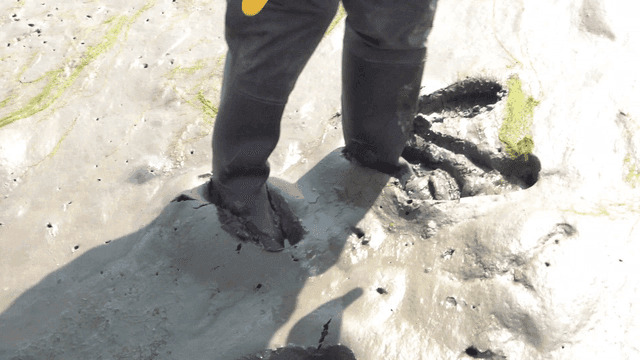 Legs of person whose feet are stuck in mudflats