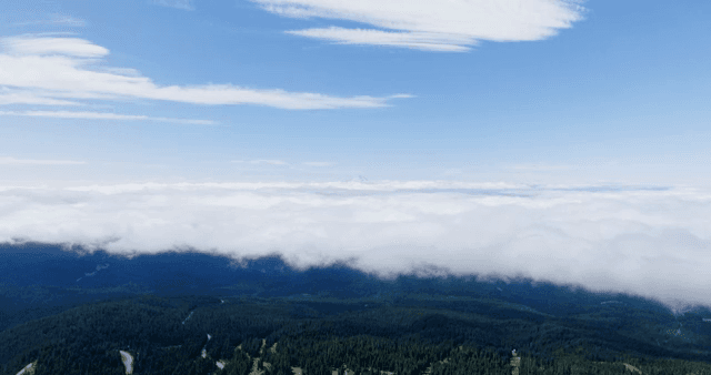 A vast forest beneath a blanket of clouds