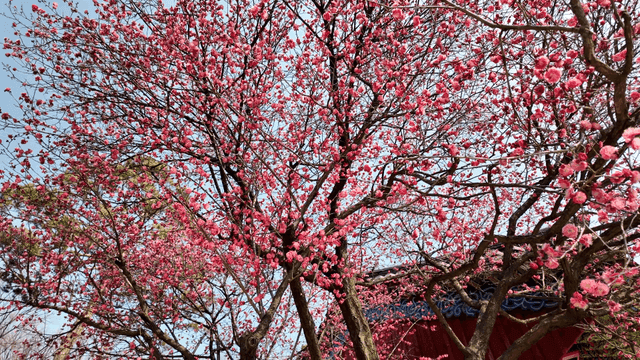 Tree with vibrant pink flowers