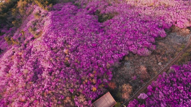 Cheonjusan Mountain with Blooming Pink Azalea Flowers