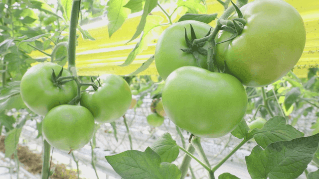 온실에서 자라는 녹색 토마토