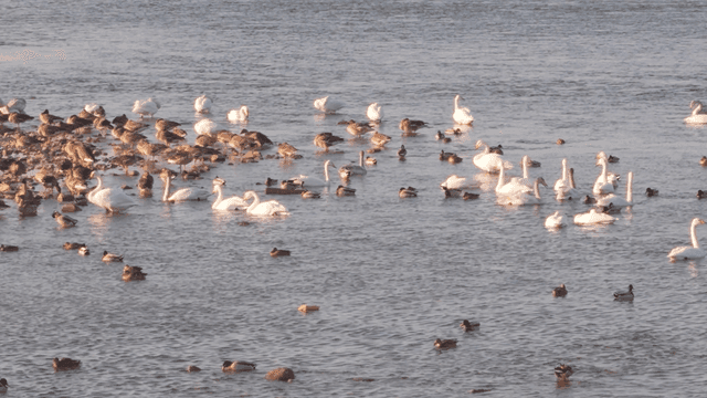 Swans and flock of ducks on river