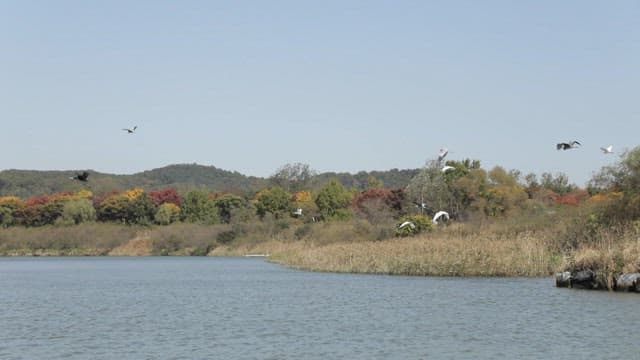 도시의 스카이라인을 배경으로 물 위를 나는 새들