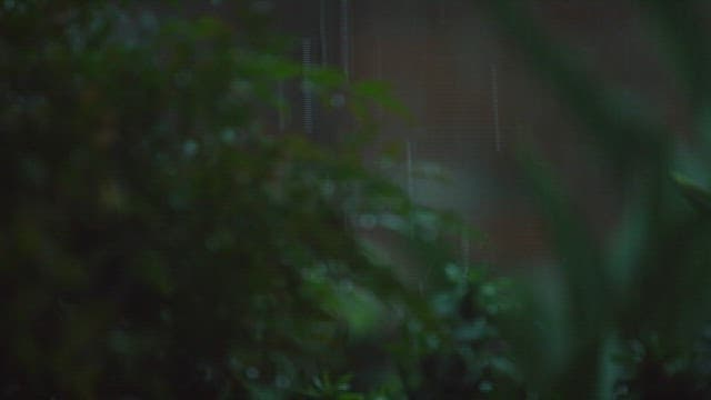 Raindrops Falling on Green Foliage