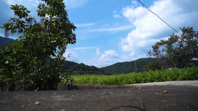 맑은 하늘이 보이는 푸른 농촌 풍경