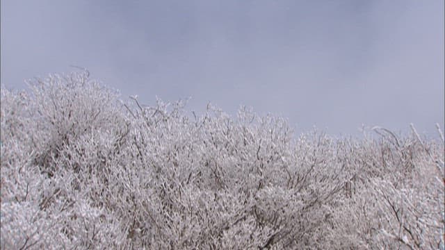 Snow-covered trees against a cloudy sky