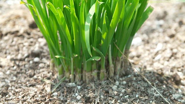 Green chives growing from fertile soil in the garden