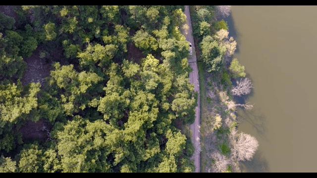 Road winding through a dense forest