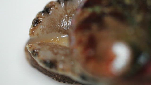 Close-up of a fresh abalone on a white plate