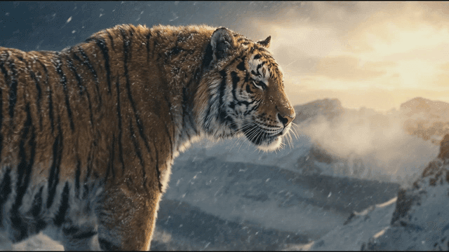 Tiger standing on a snowy mountain