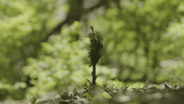 Small plant in green forest.