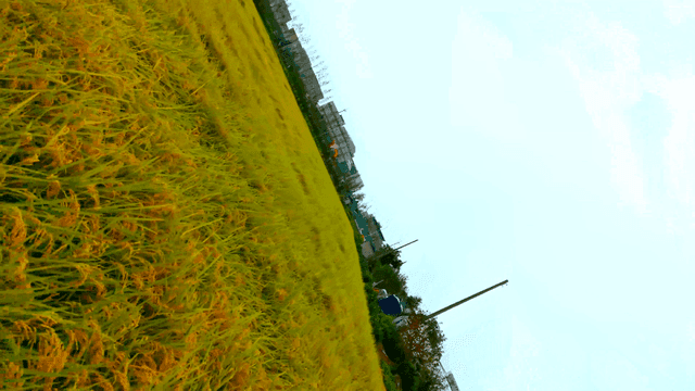 맑은 하늘 아래 넓은 논