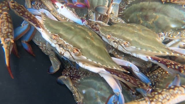 수조에 모여 있는 꽃게들