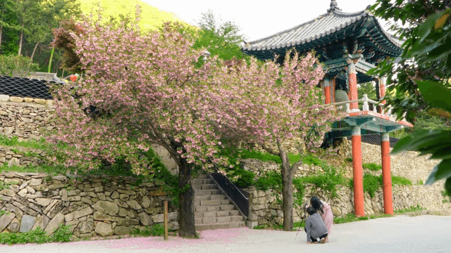 Traditional Korean pavilion with cherry blossoms
