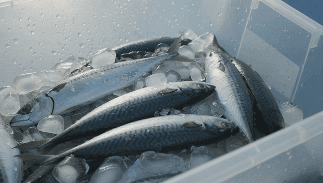 플라스틱 용기에 얼음과 함께 담긴 신선한 고등어