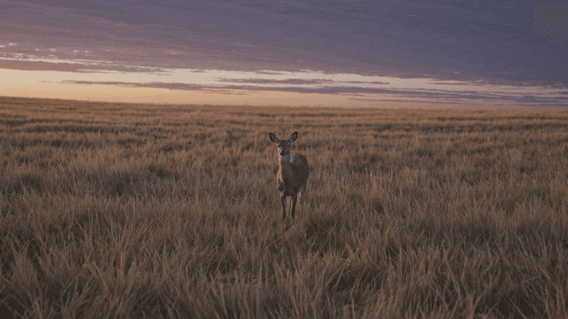 Deer standing in wide field