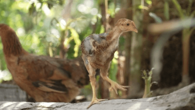 숲속을 탐험하는 병아리