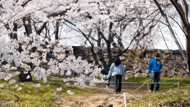 공원에서 만개한 벚꽃을 즐기는 사람들