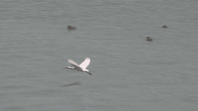 Flying over water surface white pelican