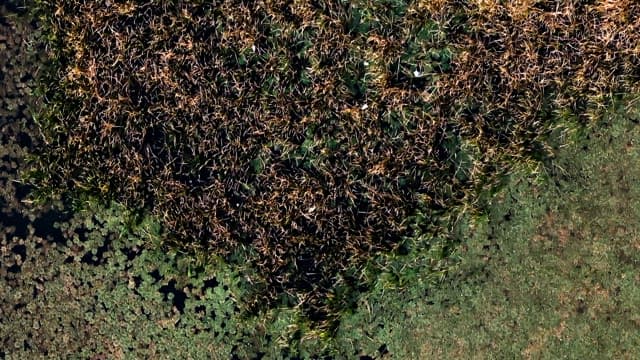 다양한 질감의 울창한 식생