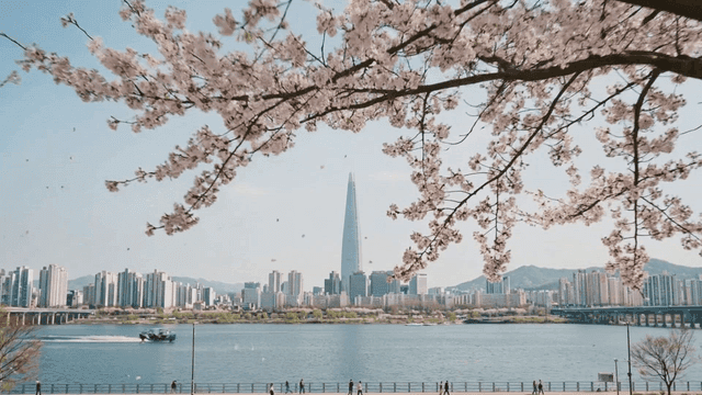 Cherry blossoms with a city skyline