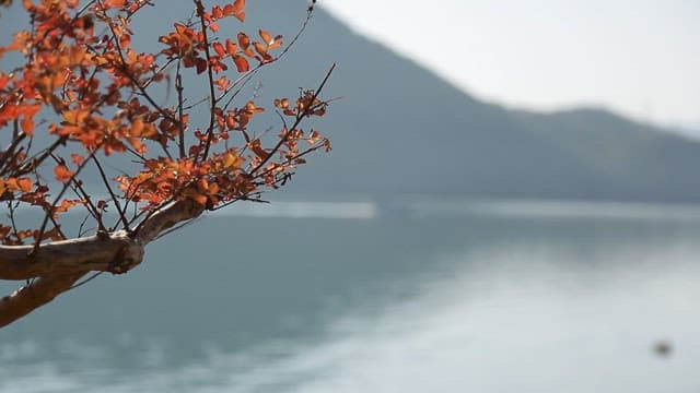 Serene lake with autumn leaves