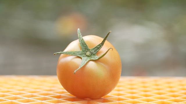 Fresh Tomates on Yellow Basket