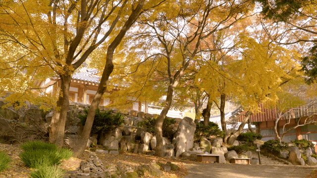Traditional Korean house surrounded by autumn trees