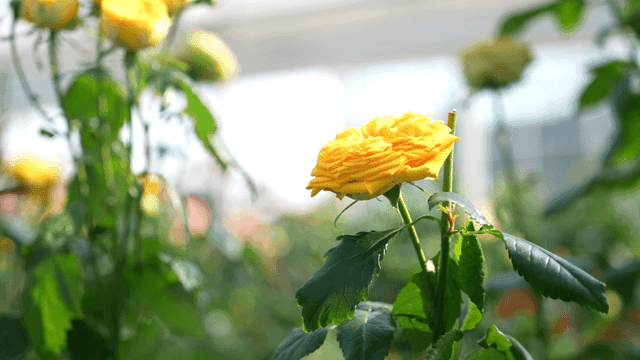 Yellow roses blooming beautifully in garden
