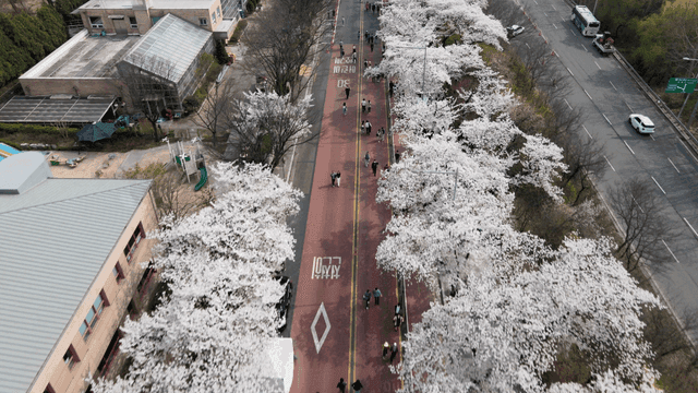 거리를 따라 핀 벚꽃