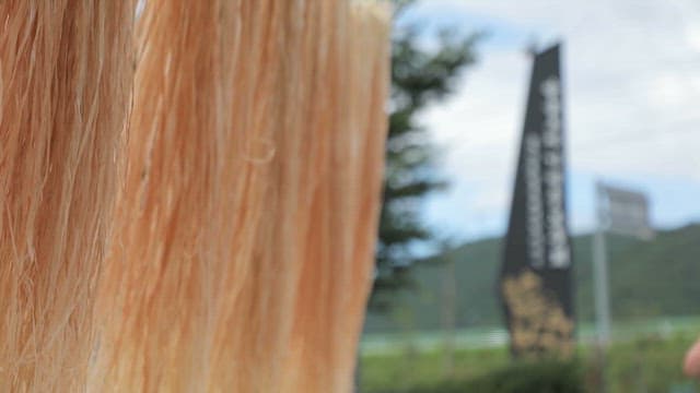 삼베의 원료인 삼줄기가 건조되는 모습