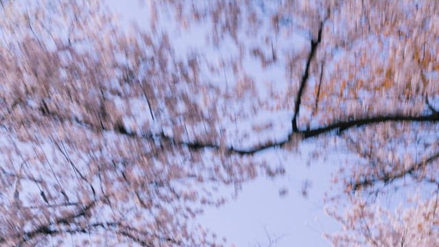 달리는 차창 밖으로 보이는 벚꽃