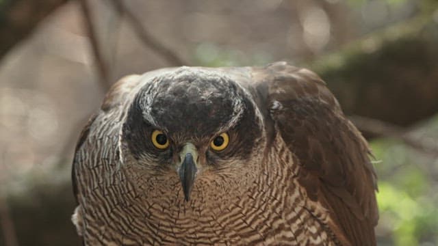 맹렬한 시선을 가진 위엄 있는 매