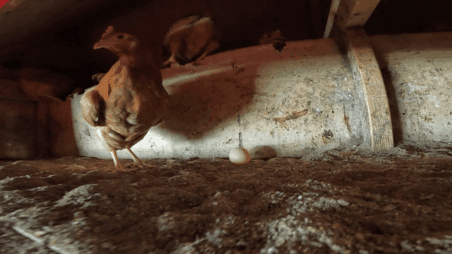 닭장 안에 있는 닭들과 바닥에 놓인 달걀