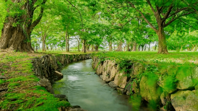 Quiet green forest with a flowing stream