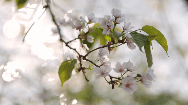 Cherry blossoms in full bloom on a branch