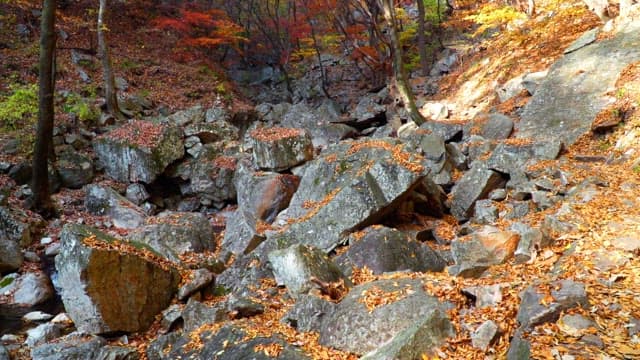 Forest in autumn with colorful foliage and rocks