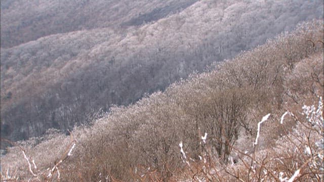 안개 낀 산에 눈 덮인 나무들