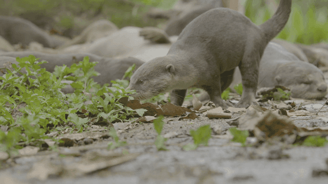 자연 속에서 평화롭게 쉬고 있는 수달들