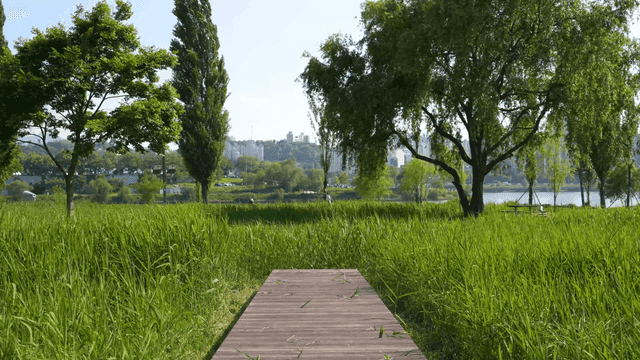 Quiet space with green grass and trees