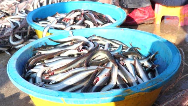 파란 바구니에 담긴 갓 잡은 양미리