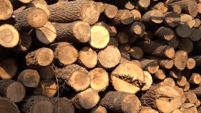 야외에서 통나무를 쌓는 굴착기