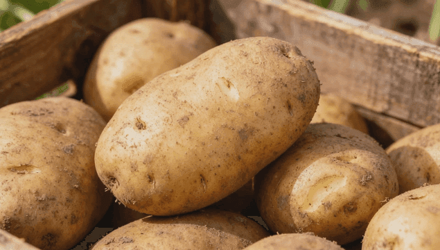 상자에 담긴 갓 수확한 감자