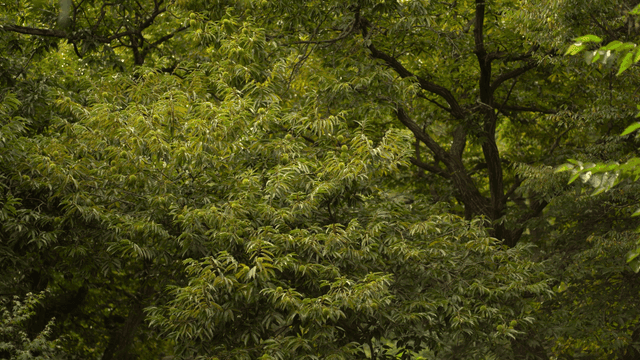 무성한 녹색 숲과 울창한 나뭇잎