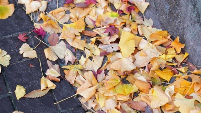 Rain-soaked fallen leaves scattered on pavement