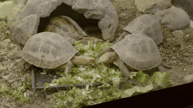 Turtles eating fresh lettuce in a terrarium