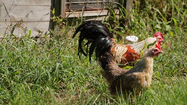 Korean native chickens roaming the green grass on a sunny day