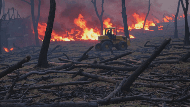 A monkey clinging to a tree in a burning forest